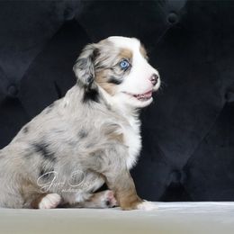 Miniature Australian Shepherd Puppies from Grace Oaks Aussies