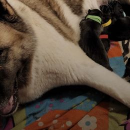 Akita from American Akitas