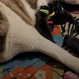 Akita from American Akitas
