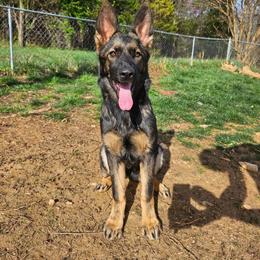 Georgette 'Googie' Withers - Sable female German Shepherd puppy in Winston Salem, North Carolina from Samtastic Shepherds