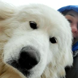Sylvie - Great Pyrenees