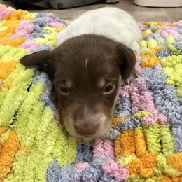 Blade - Queso - Piebald male Dachshund puppy in Pittsburg, California from Super Hero Dachshunds