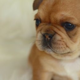 French Bulldog Puppies from Carbonite French Bulldogs
