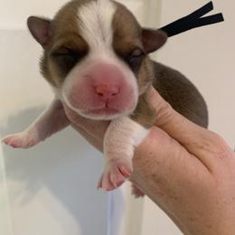 Winter - Red male Pembroke Welsh Corgi puppy in Cumming, Georgia from Carter’s Corgis LLC