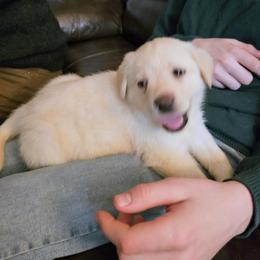 Girl 3 - female Labrador Retriever puppy in Lowell, Michigan from Ganderwood English Labradors