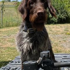 Wirehaired Pointing Griffons from Finger Lakes Griffons