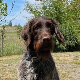 Wirehaired Pointing Griffons from Finger Lakes Griffons