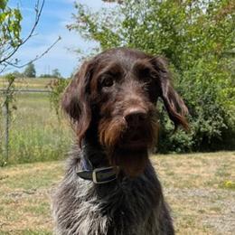Wirehaired Pointing Griffons from Finger Lakes Griffons