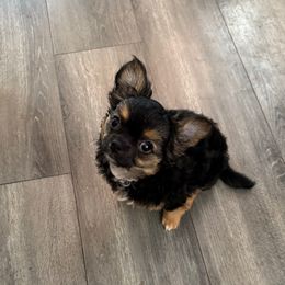 Chonk - Black and tan male Chihuahua puppy in Grass Valley, California from Red Paw Chihuahuas
