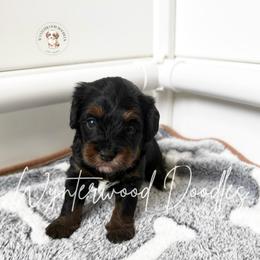 Blizzard - Mr. blue - Tri-color male Bernedoodle puppy in Tomball, Texas from Wynterwood Doodles