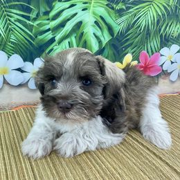 Benny - Liver male Miniature Schnauzer puppy in Sylvania, Georgia from Southern Sky Miniature Schnauzers