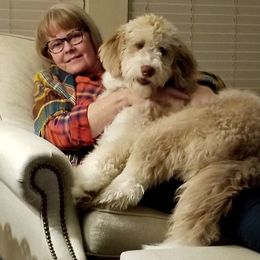 Aussiedoodle All Grown Up from Sand Hill Aussies and Doodles