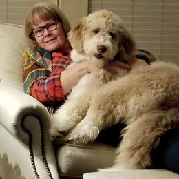Aussiedoodle All Grown Up from Sand Hill Aussies and Doodles