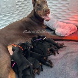 Doberman Pinscher Puppies from Stalaris Dobermans