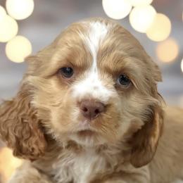 American Corgi, Basset Hound, and Cocker Spaniel Puppies from Oak Hollow Farms