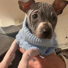 American Hairless Terrier and Chihuahua Puppies from CAS' American Hairless Terriers and Chihuahuas