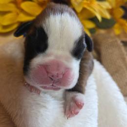 Blue - Fawn male Boxer puppy in Marion, Montana from Serendipity's European Boxers