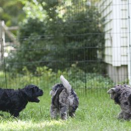 Bergamasco Sheepdog Puppies from Alp Angel Bergamascos