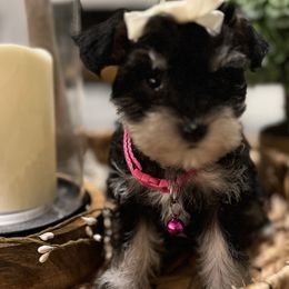 Girl 2 - Miniature Schnauzer puppy from Xaysha’s Miniature Schnauzers