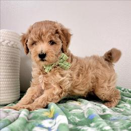 Eleanor - Apricot female Goldendoodle puppy in Temecula, California from Oodles O'Doodles