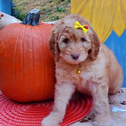 Daisy - Labradoodle puppy in Statesville, North Carolina from Labradoodles of the Foothills