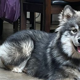 Rori - Siberian Husky