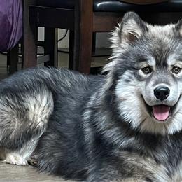 Rori - Siberian Husky