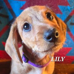 Lily-wirehair - Red female Dachshund puppy in Blair, Oklahoma from North Fork Doxies-Okla