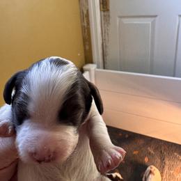 Pretty girl - Liver and white female Brittany puppy in Elko, Georgia from HillTop Brittany Kennel