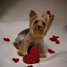 Zhuri - Blue and gold female Yorkshire Terrier puppy in Louisburg, North Carolina from Nell’s Adorable Yorkshire’s
