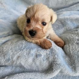 Donald - Wheaten male Miniature Schnauzer puppy in Crosby, Texas from Raisin' the Woof Schnauzers
