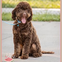 Chestnut - Brown and tan male Cockapoo puppy in Connersville, Indiana from Deaz Doodle Ranch