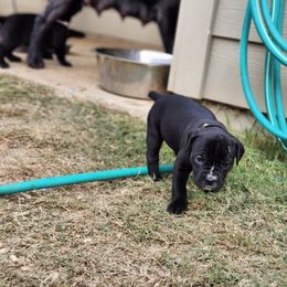Cane Corso Puppies from Rosalez Kennel
