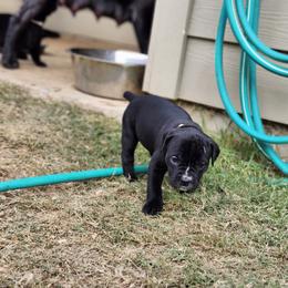 Cane Corso Puppies from Rosalez Kennel