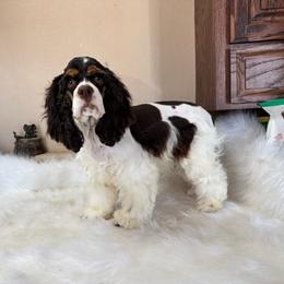 Sissy - Cocker Spaniel