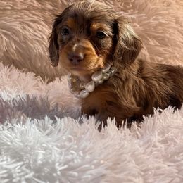 Dachshund and Miniature Schnauzer Puppies from The Bossy Doxie Farm