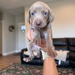 Scout - cream collar - Silver gray female Weimaraner puppy in Riverside, Utah from Blue Phantom Kennels