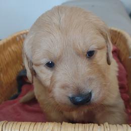 Boy 4 - Golden male Golden Retriever puppy in Grand Meadow, Minnesota from Root River Retrievers