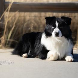 Damask - Miniature American Shepherd