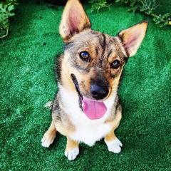 Swedish Vallhunds from Castle Gnome Swedish Vallhunds