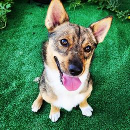 Swedish Vallhunds from Castle Gnome Swedish Vallhunds