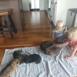 Beagle and German Shepherd Puppies from Nebraska K9's