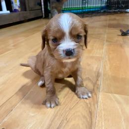Copper - Ruby male Cavalier King Charles Spaniel puppy in Watkinsville, Georgia from Cavaliers of Windsor
