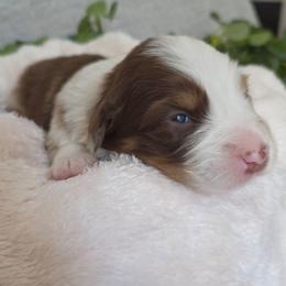 Twixie - Red merle female Australian Shepherd puppy in Summerville, South Carolina from Flowertown Aussies