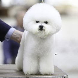 Chloe - Bichon Frise