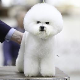 Chloe - Bichon Frise