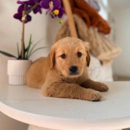 Red Color Girl - Golden female Golden Retriever puppy in Loma Rica, California from BloomingPuppies