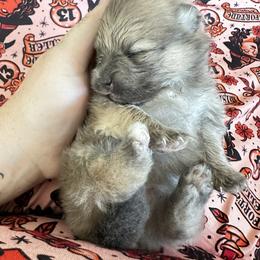 Pomeranian Puppies from Tinkerpoms