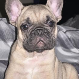 French Bulldog Puppies from Jasmine McMurtry