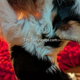 Miniature Schnauzers and Yorkshire Terriers from Tiny Tushy Lodge